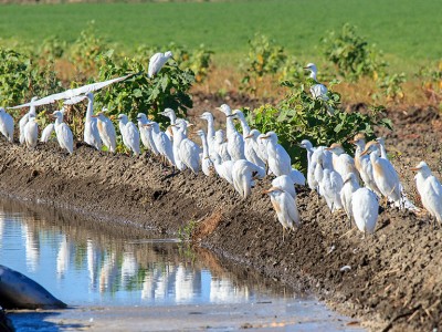 egrets by canal
