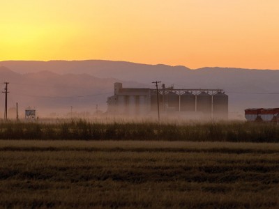 rice harvest
