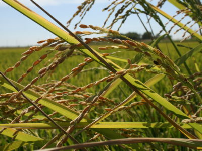 Weedy Rice