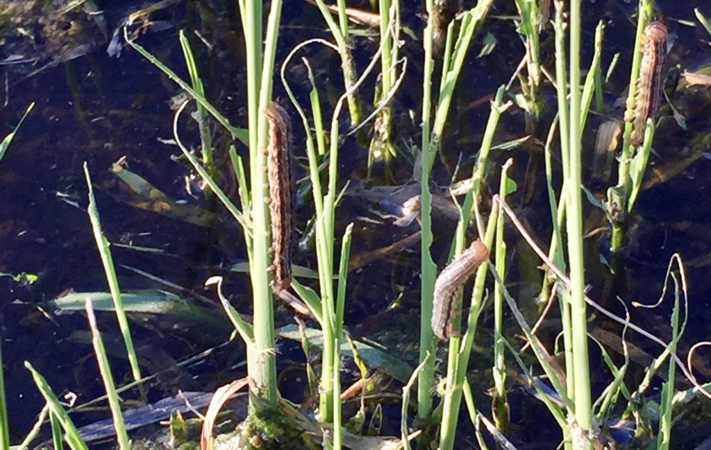 Updating the Armyworm Fight