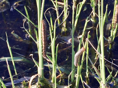 Intrepid® 2F Insecticide for Armyworm Control