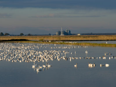 Workshop for new Winter Rice Habitat Program will be held next week