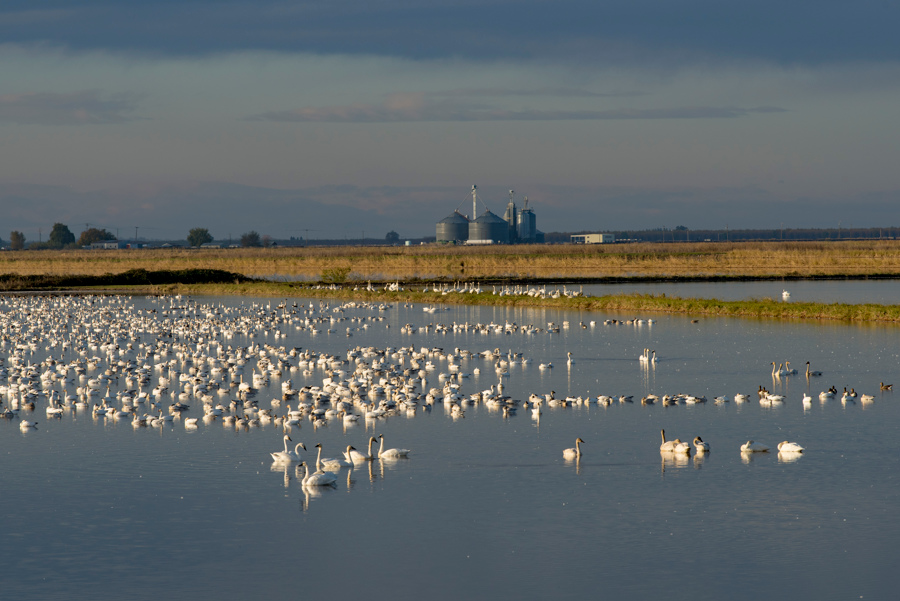 Workshop for new Winter Rice Habitat Program will be held next week