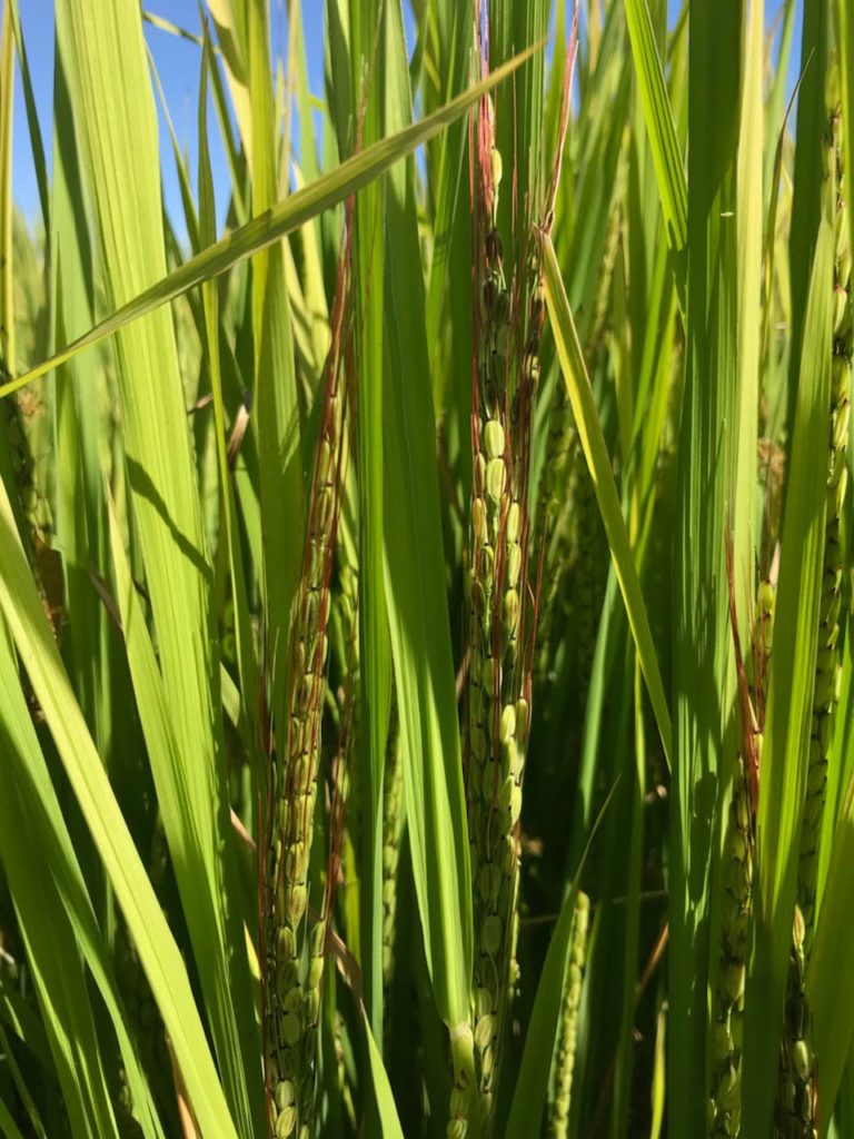 Weedy Rice remains a Major Focus for 2019