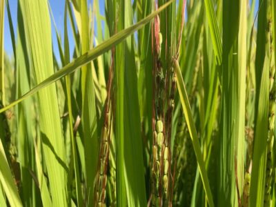 Weedy Rice remains a Major Focus for 2019