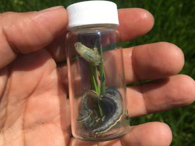 Updated Armyworm Information