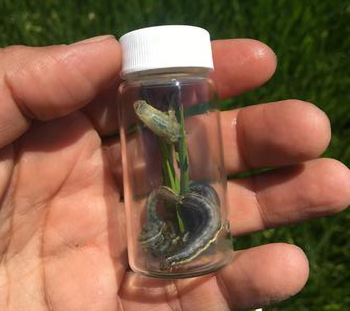 Updated Armyworm Information