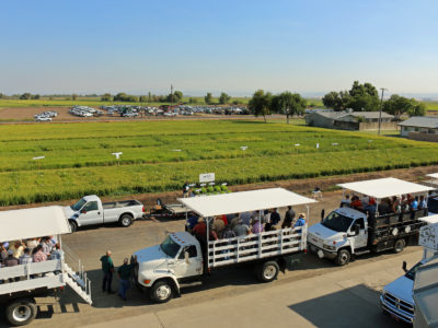 Rice Field Day coming up August 28