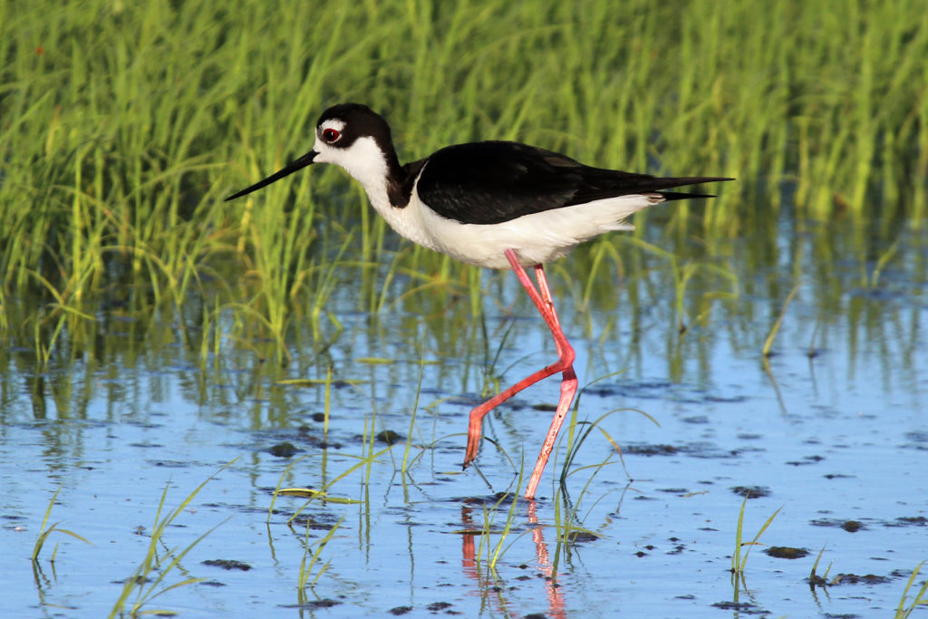 Conservation Programs Workshop coming this week