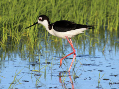 Conservation Programs Workshop coming this week