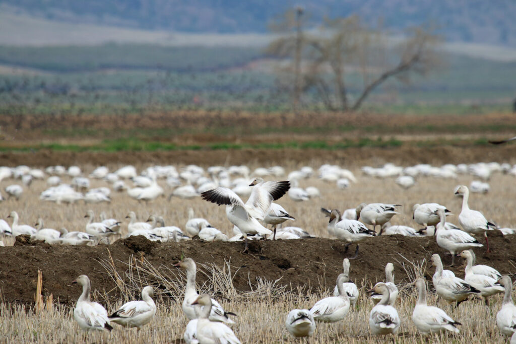 Managing an Evolving Landscape for Conservation Programs