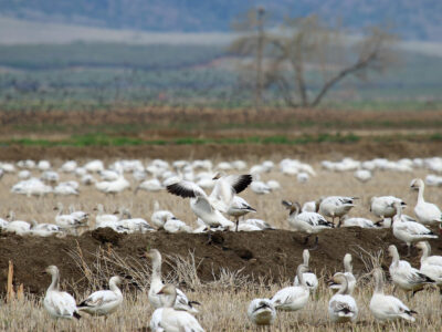 Managing an Evolving Landscape for Conservation Programs