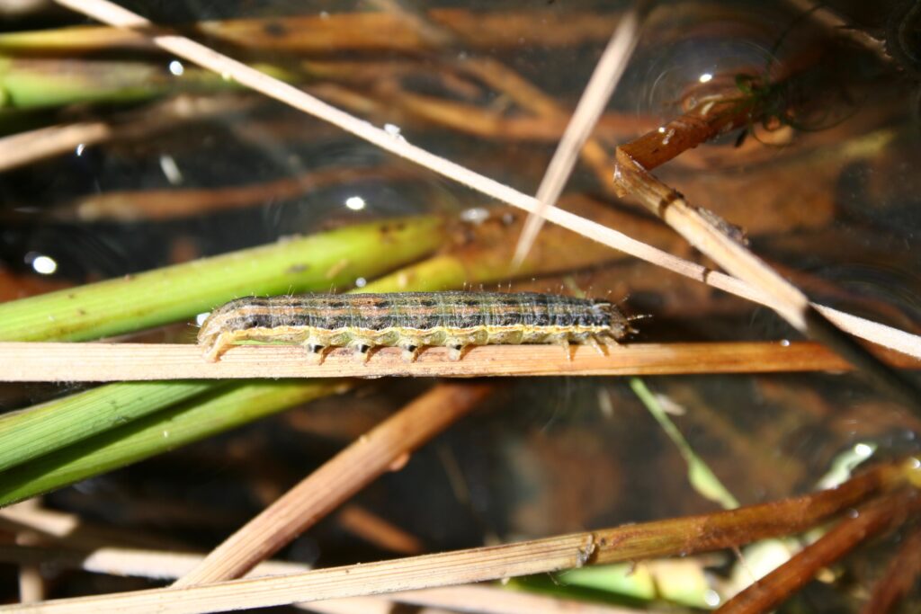 Armyworm Season wrap up