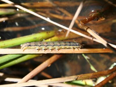 Armyworm Season wrap up