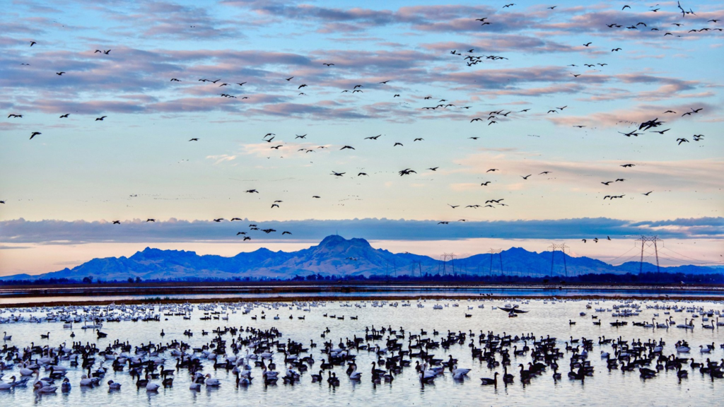 Foundation Rolls out New Waterbird Habitat Program