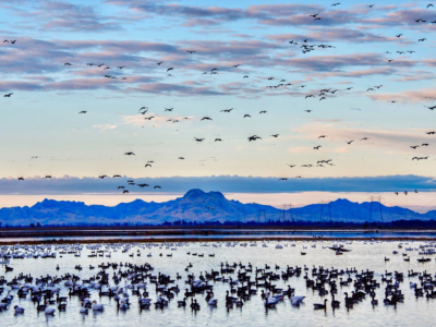 Foundation Rolls out New Waterbird Habitat Program