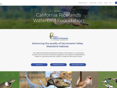 New and Improved Foundation Website