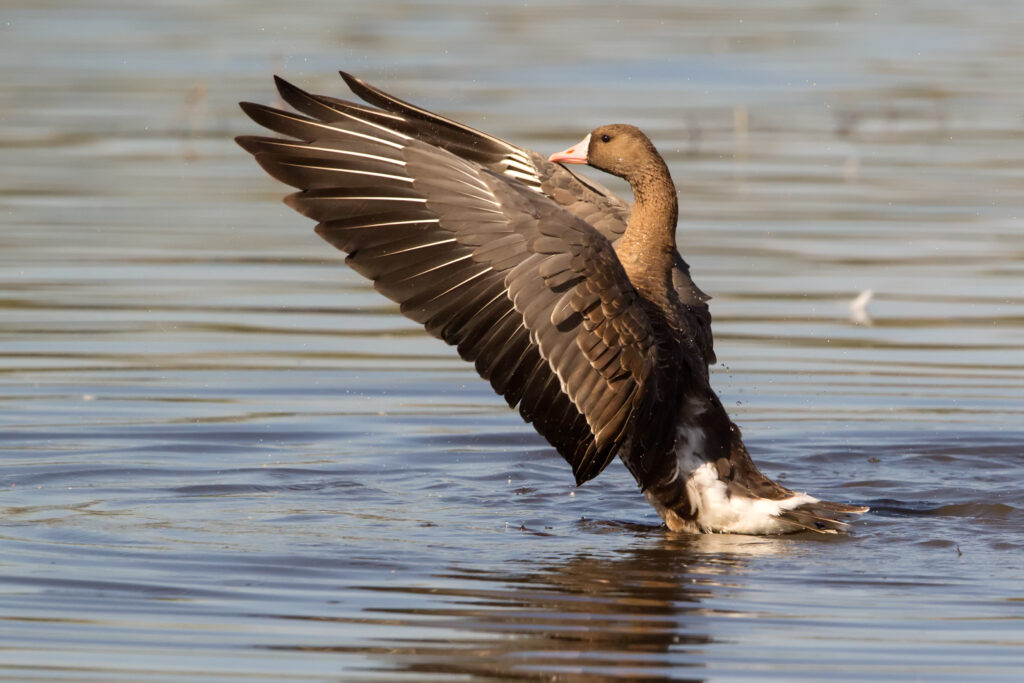 Deadline Fast Approaching:  Bid4Birds Solicitation Closing this Wednesday