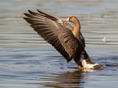Deadline Fast Approaching:  Bid4Birds Solicitation Closing this Wednesday