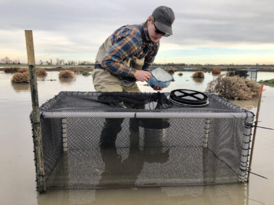 Year Two of Our Pilot Salmon Project is Underway