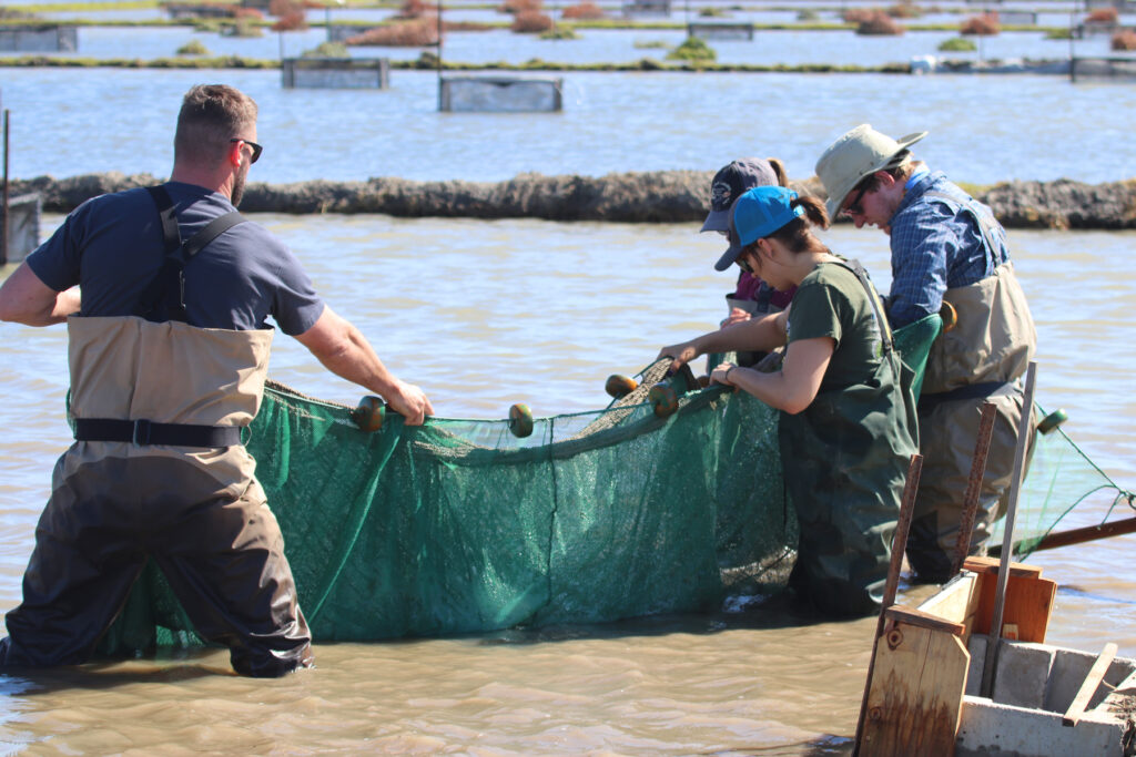 Pilot Salmon Project covered in our newest Podcast