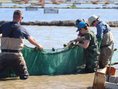 Pilot Salmon Project covered in our newest Podcast