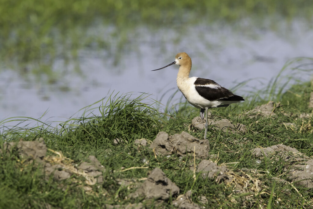 CRC and its Conservation Partners Awarded RCPP Grant