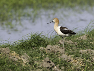 CRC and its Conservation Partners Awarded RCPP Grant