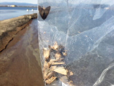Armyworm Trapping Underway