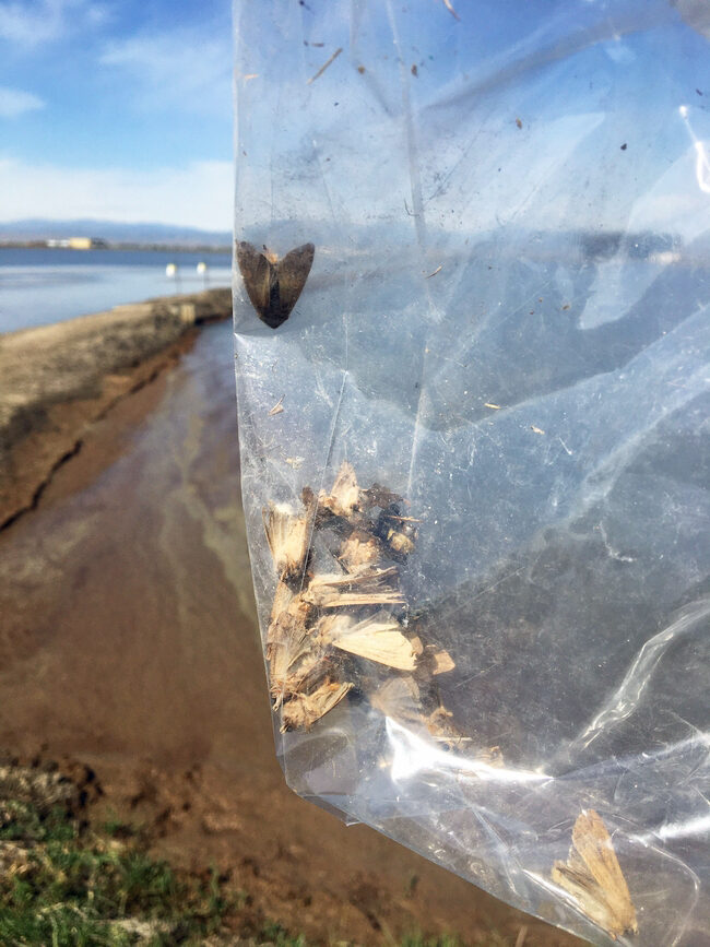 Armyworm Trapping Underway