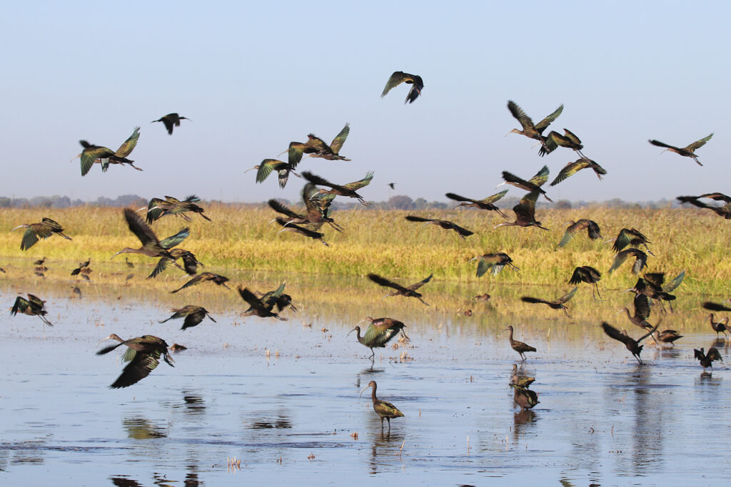 First Season of Bid4Birds Program Completed