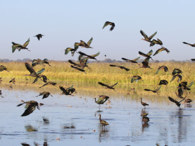 First Season of Bid4Birds Program Completed