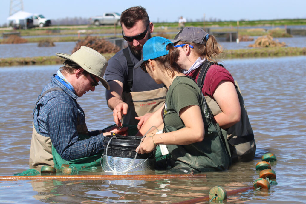 Pilot Salmon Project Showing Promising Survival Rates