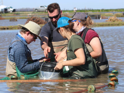 Pilot Salmon Project Showing Promising Survival Rates