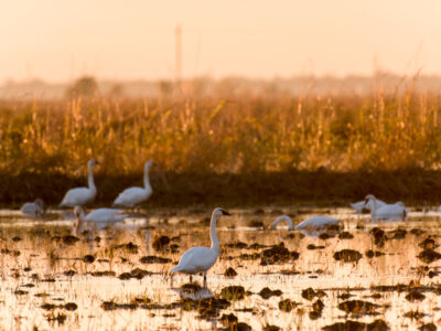 Bid4Birds Application Deadline Extended