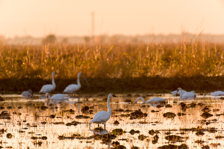Bid4Birds Application Deadline Extended