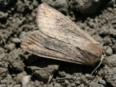 Armyworm Numbers on the rise