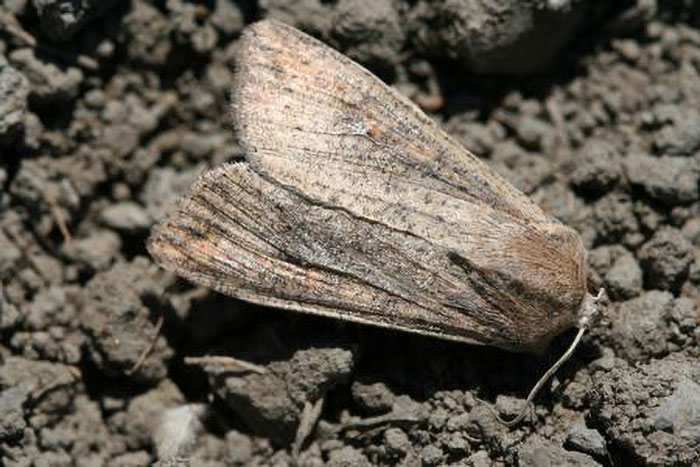 Armyworm Numbers trending lower