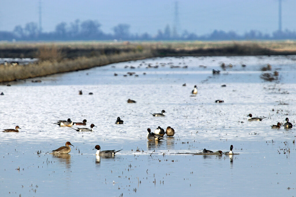 Upcoming Enrollment Opportunity for Fall Flooding through Bid4Birds