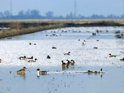 Upcoming Enrollment Opportunity for Fall Flooding through Bid4Birds