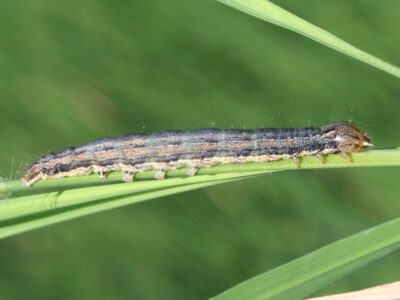 armyworm