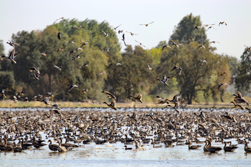 Enrollment Opens Today for Fall Bid4Birds Program