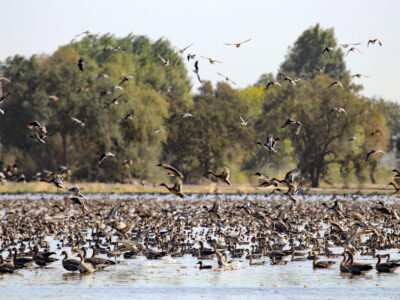 Enrollment Opens Today for Fall Bid4Birds Program