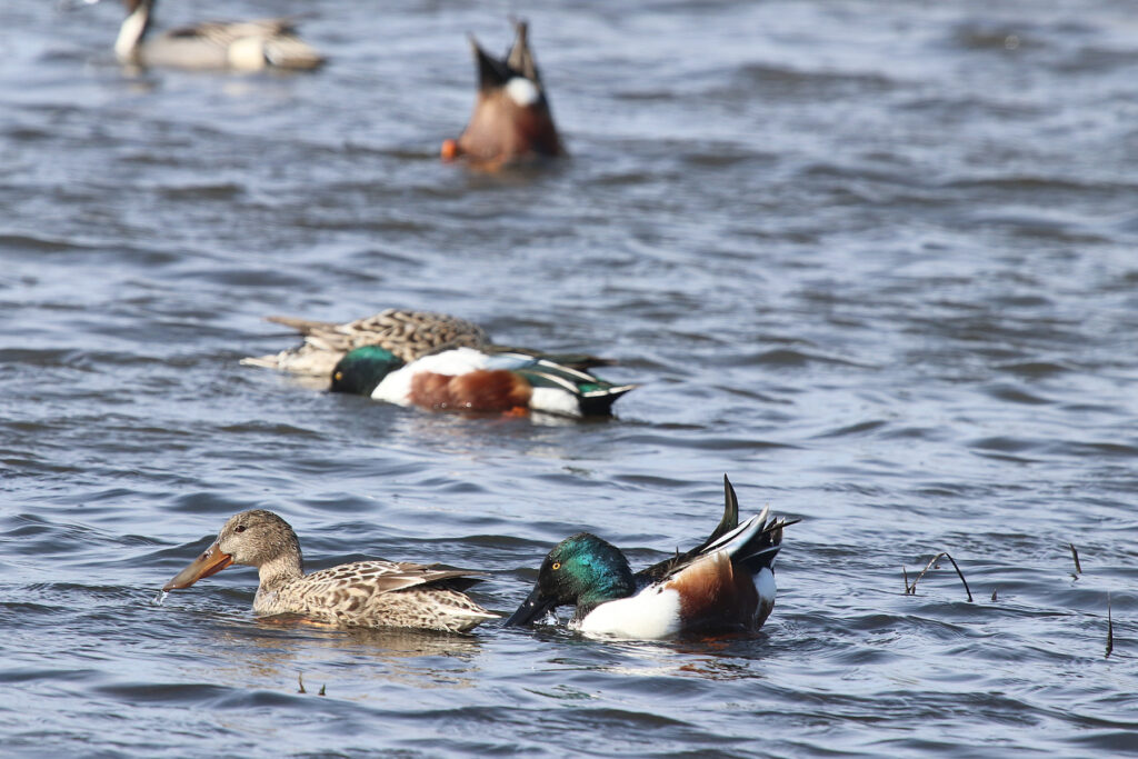 Deadline Approaching for Fall Bid4Birds Program Enrollment