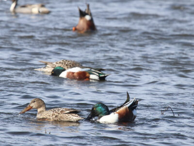 Deadline Approaching for Fall Bid4Birds Program Enrollment