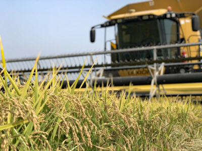Rice part of Upcoming Sacramento Valley Pest Management Webinar