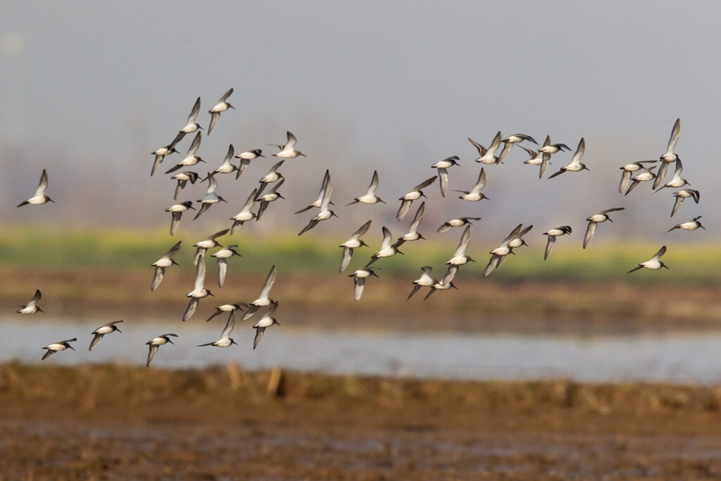 Reminder: Enrollment Opportunity for Bid4Birds