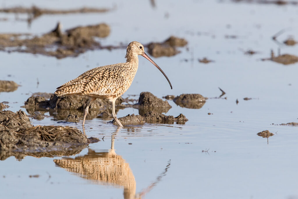 Upcoming Enrollment Opportunity for Spring Flooding through Bid4Birds