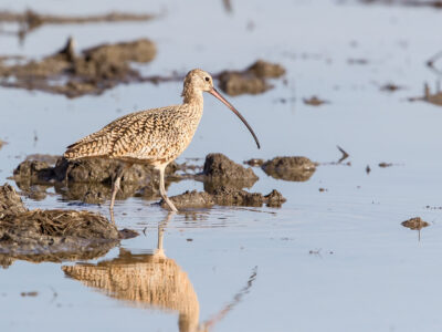 Upcoming Enrollment Opportunity for Spring Flooding through Bid4Birds