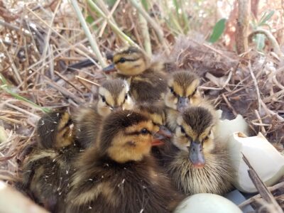 Open Enrollment for Nesting Habitat on Private Lands